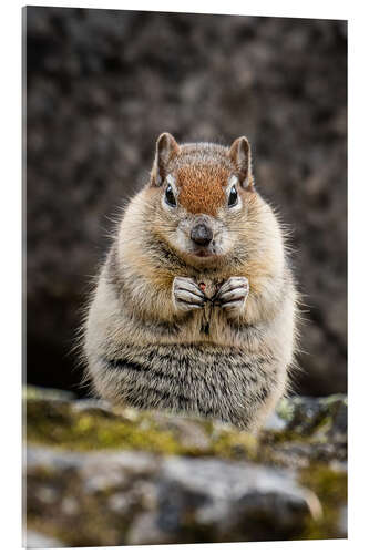 Acrylic print Chipmunk in winter fur