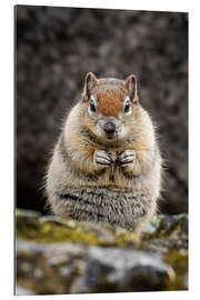 Gallery print Chipmunk in winter fur