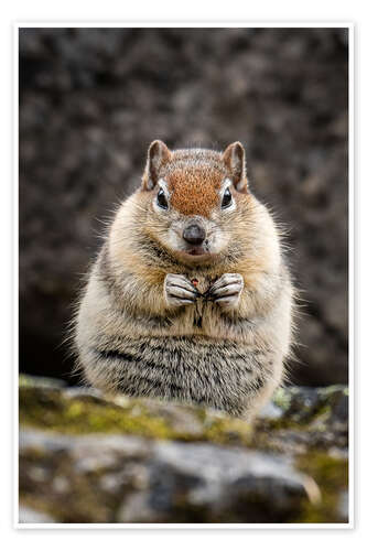 Poster Chipmunk in winter fur