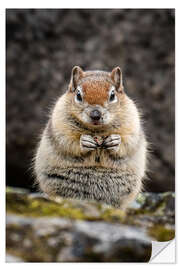 Naklejka na ścianę Chipmunk in winter fur