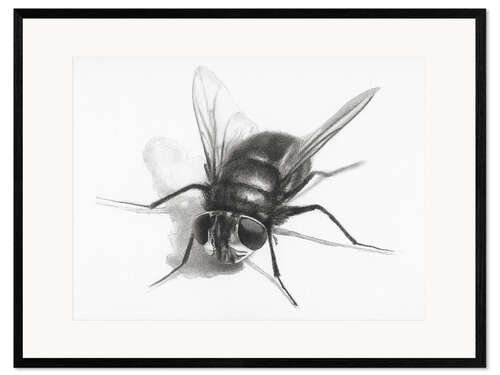 Gerahmter Kunstdruck Fliege