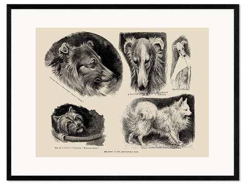 Impression artistique encadrée Dog Show at the Agricultural Hall