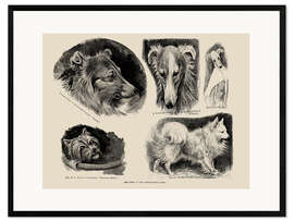 Framed art print Dog Show at the Agricultural Hall