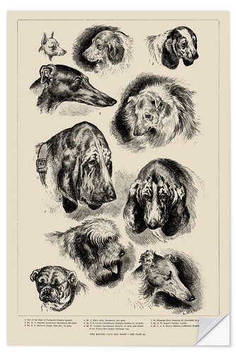 Wall sticker The Kennel Club Dog Show