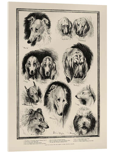 Acrylic print Sketches from the Dog Show at the Crystal Palace