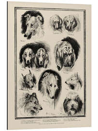 Aluminium print Sketches from the Dog Show at the Crystal Palace