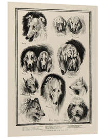 Foam board print Sketches from the Dog Show at the Crystal Palace