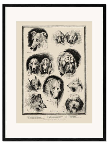 Framed art print Sketches from the Dog Show at the Crystal Palace