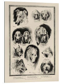 Gallery print Sketches from the Dog Show at the Crystal Palace