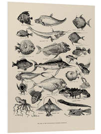 Foam board print Odd Fish at the International Fisheries Exhibition