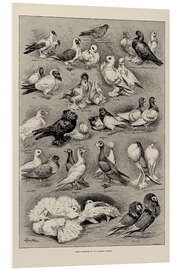 Foam board print Some Varieties of the Modern Pigeon