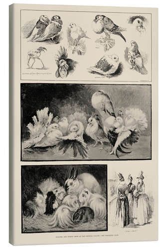 Canvas print Poultry and Pigeon Show