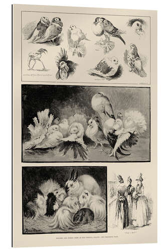 Gallery print Poultry and Pigeon Show