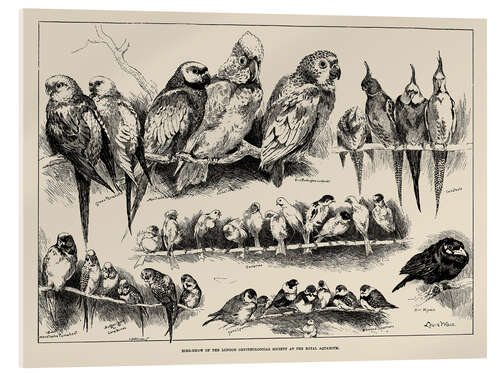 Akrylbilde Bird-Show of the London Ornithological Society