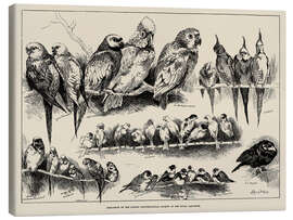 Canvas print Bird-Show of the London Ornithological Society