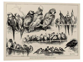 Foam board print Bird-Show of the London Ornithological Society