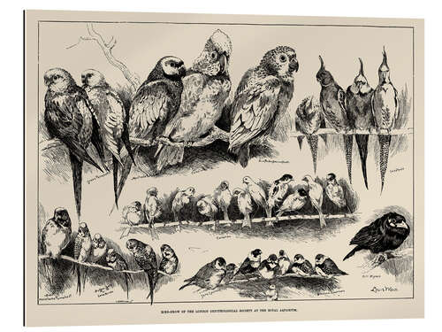 Galleriprint Bird-Show of the London Ornithological Society