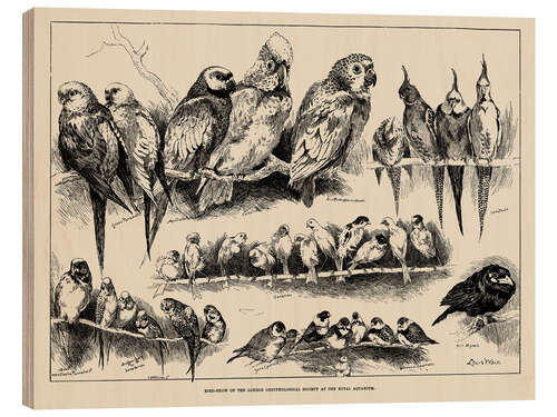 Tableau en bois Bird-Show of the London Ornithological Society