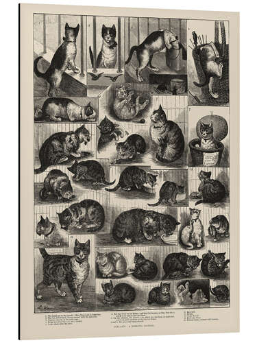 Aluminium print Our Cats, a Domestic History