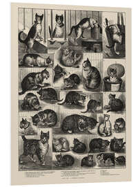 Tableau en PVC Our Cats, a Domestic History