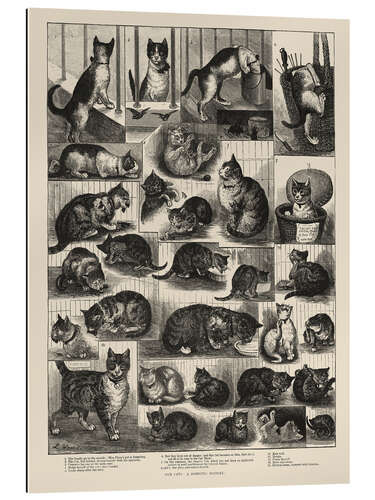 Gallery print Our Cats, a Domestic History