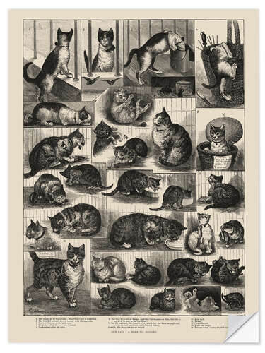 Selvklæbende plakat Our Cats, a Domestic History