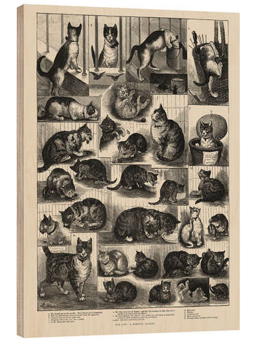 Wood print Our Cats, a Domestic History