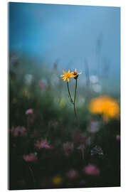 Acrylic print Mountain flowers