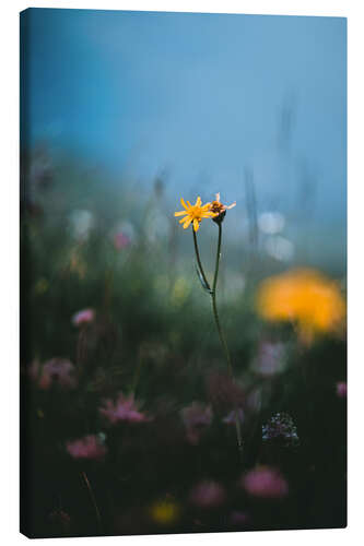 Lerretsbilde Mountain flowers