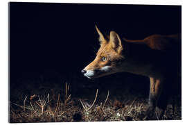 Akrylglastavla Curious fox