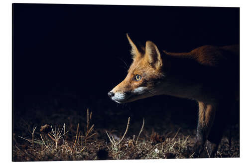 Tableau en aluminium Curious fox