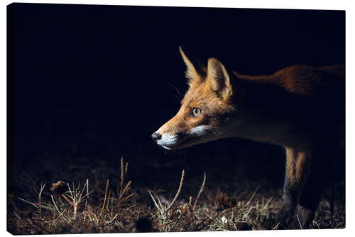 Tableau sur toile Curious fox