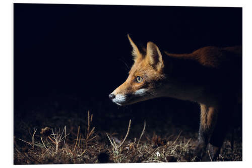 Foam board print Curious fox