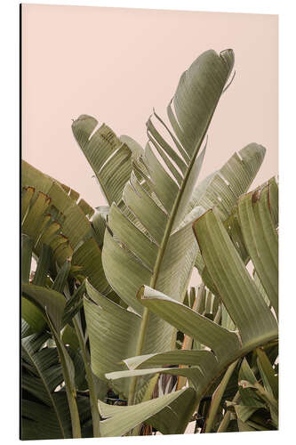 Aluminiumsbilde Banana leaves on Pastel II