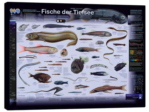 Tableau sur toile Poissons abyssaux (allemand)