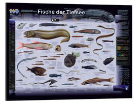 Magnettafel Fische der Tiefsee