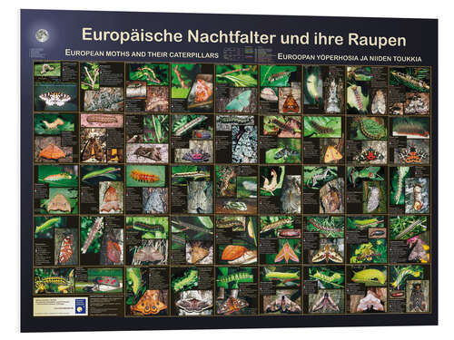 Foam board print European moths (German)