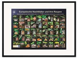 Gerahmter Kunstdruck Europäische Nachtfalter