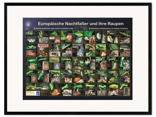 Gerahmter Kunstdruck Europäische Nachtfalter