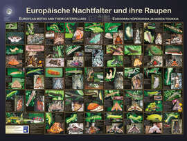 Magnettafel Europäische Nachtfalter