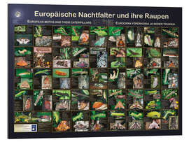 Magnettafel Europäische Nachtfalter