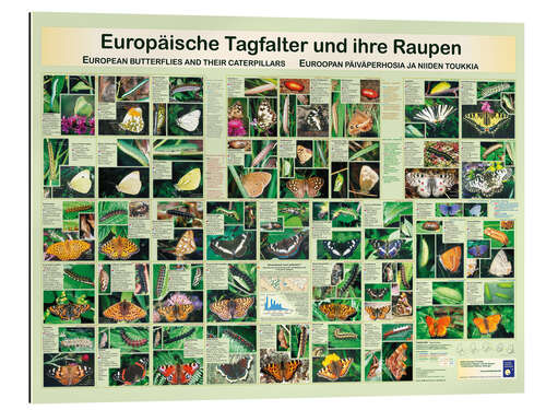 Gallery Print Europäische Tagfalter