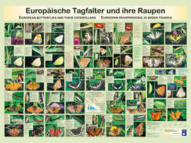 Magnettafel Europäische Tagfalter