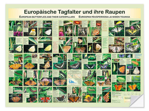 Vinilo para la pared European butterflies (German)