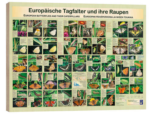 Puutaulu European butterflies (German)