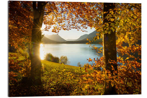 Gallery print Autumn at the Sylvensteinsee