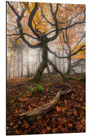 Tableau en aluminium Autumn forest