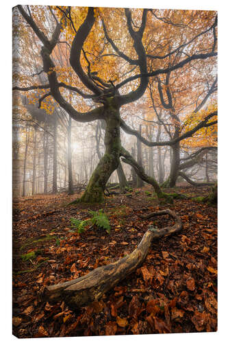 Canvas print Autumn forest