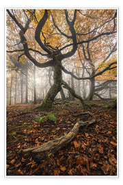 Poster Autumn forest