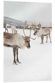 Stampa su vetro acrilico Reindeers in the snow - Henrike Schenk